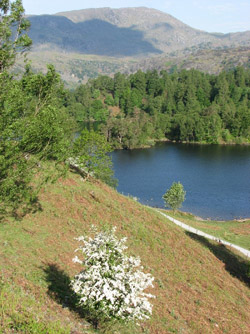 Tarn Hows