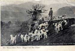 Blencathra Foxhounds