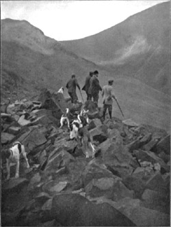 Coniston Foxhounds: watching a hunt from Broad Howe Borran