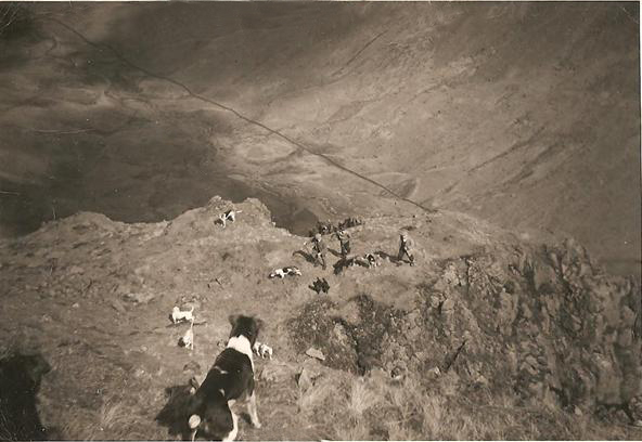 Coniston Foxhounds