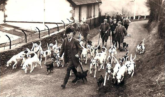 Coniston Foxhounds