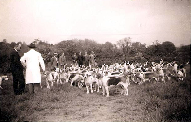 Coniston Foxhounds