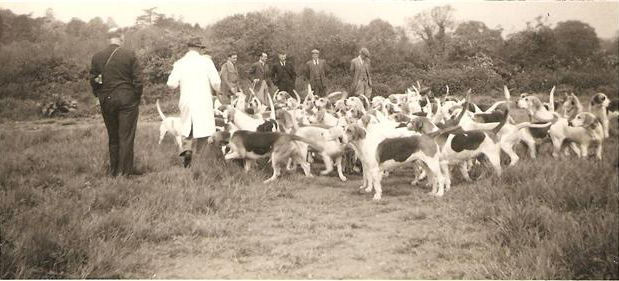 Coniston Foxhounds