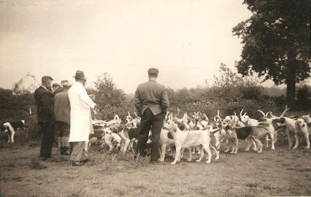 Coniston Foxhounds