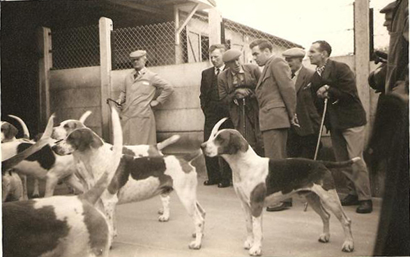 Coniston Foxhounds