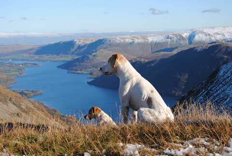 Hounds on the fells