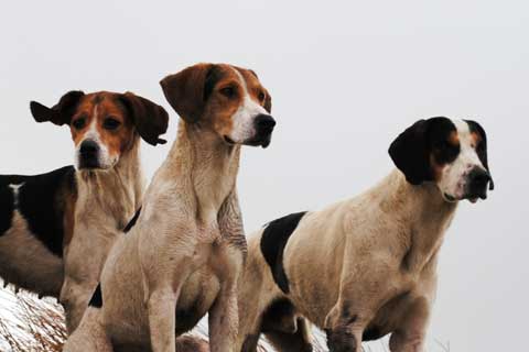 Three hounds