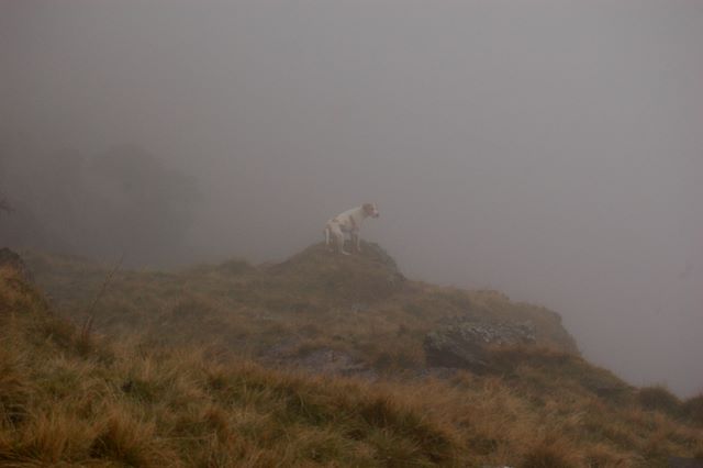 Fells in mist