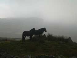 Fell ponies