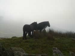 Fell ponies