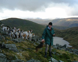 Foxhounds