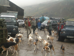 Foxhounds