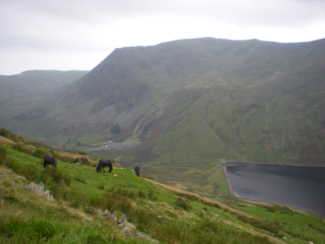 Fell ponies