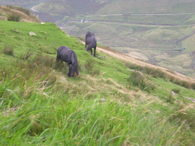 Fell ponies