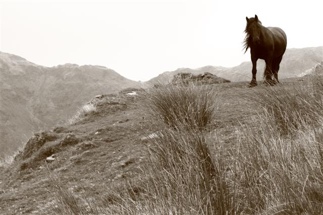 Fell ponies