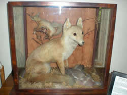 Stuffed fox