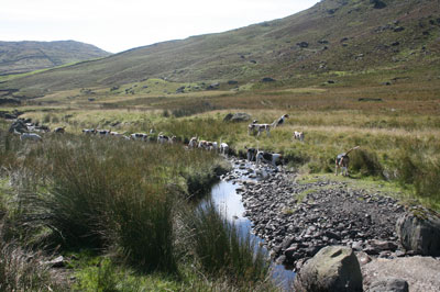 Hunting in the Fells