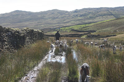 Hunting in the Fells