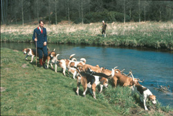 Otter	Hounds